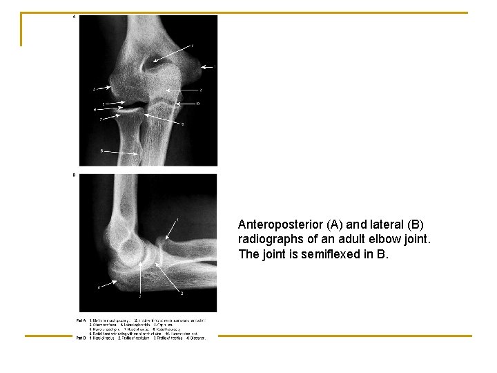 Anteroposterior (A) and lateral (B) radiographs of an adult elbow joint. The joint is