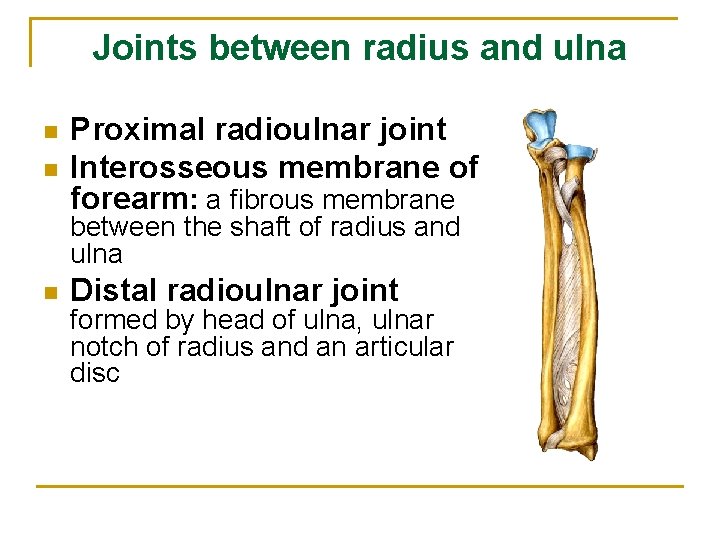 Joints between radius and ulna n n Proximal radioulnar joint Interosseous membrane of forearm:
