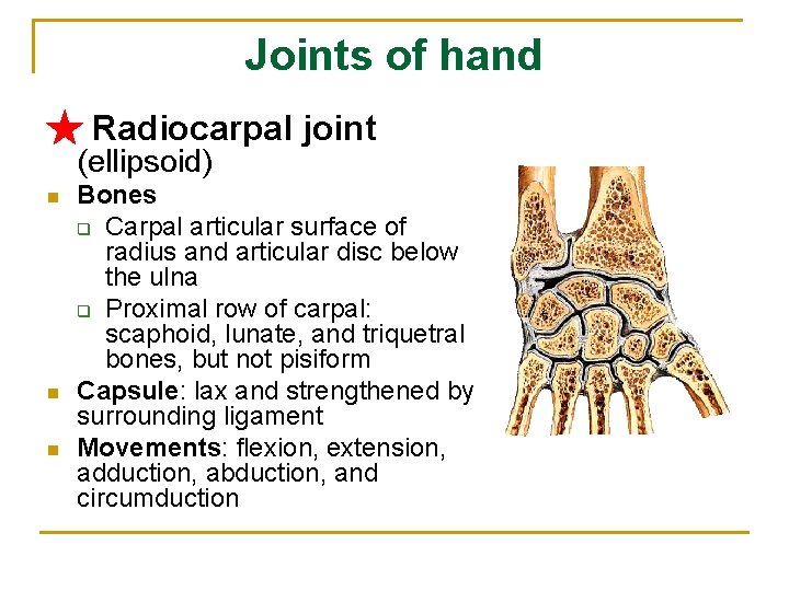 Joints of hand ★ Radiocarpal joint (ellipsoid) n n n Bones q Carpal articular