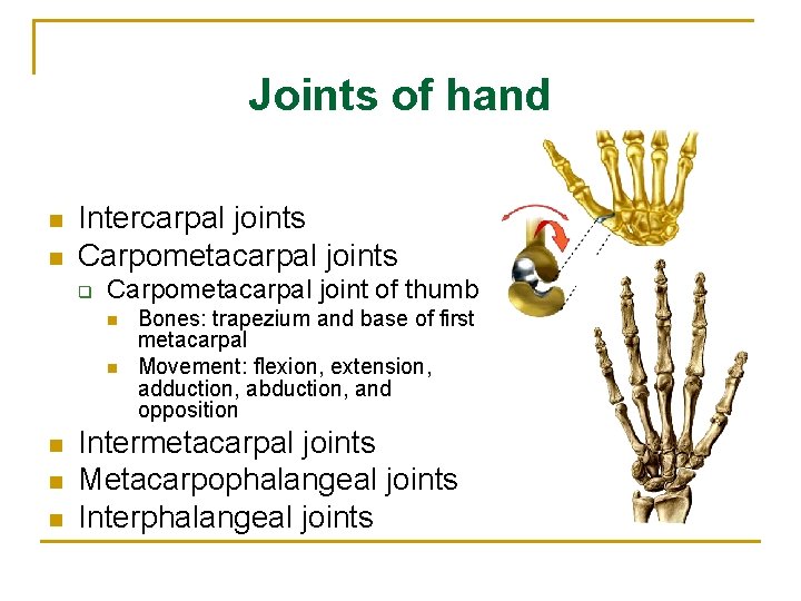 Joints of hand n n Intercarpal joints Carpometacarpal joints q Carpometacarpal joint of thumb