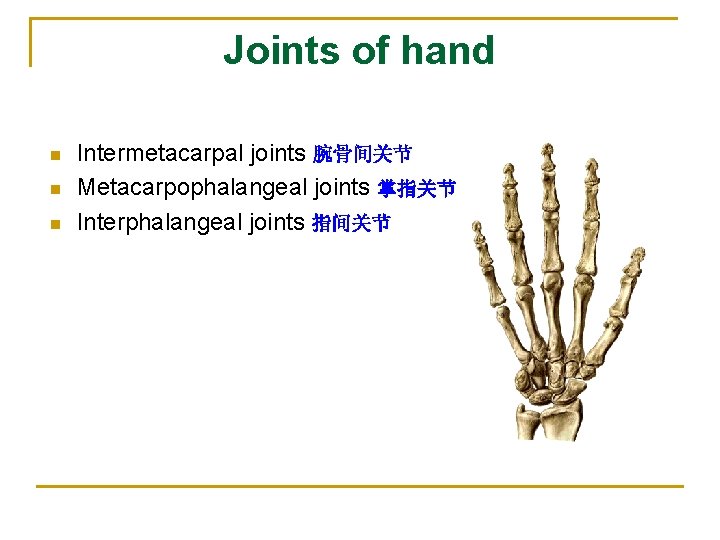 Joints of hand n n n Intermetacarpal joints 腕骨间关节 Metacarpophalangeal joints 掌指关节 Interphalangeal joints