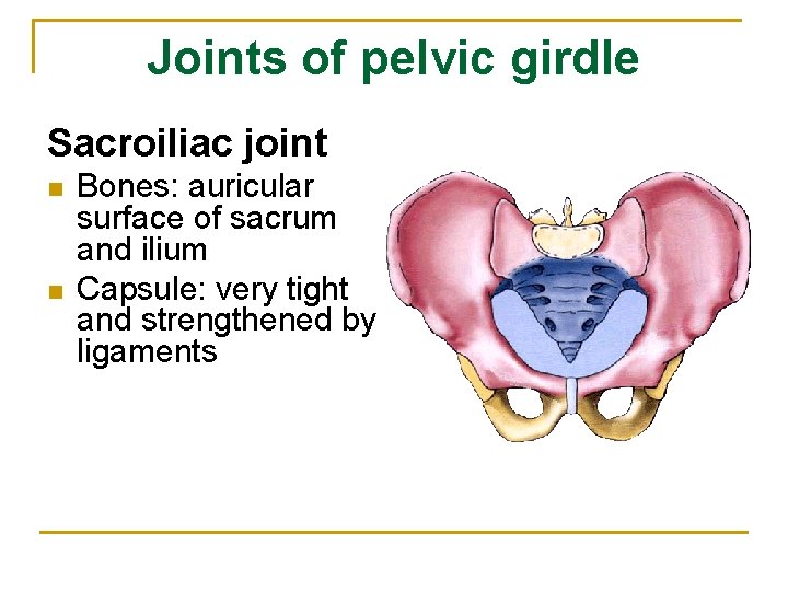 Joints of pelvic girdle Sacroiliac joint n n Bones: auricular surface of sacrum and