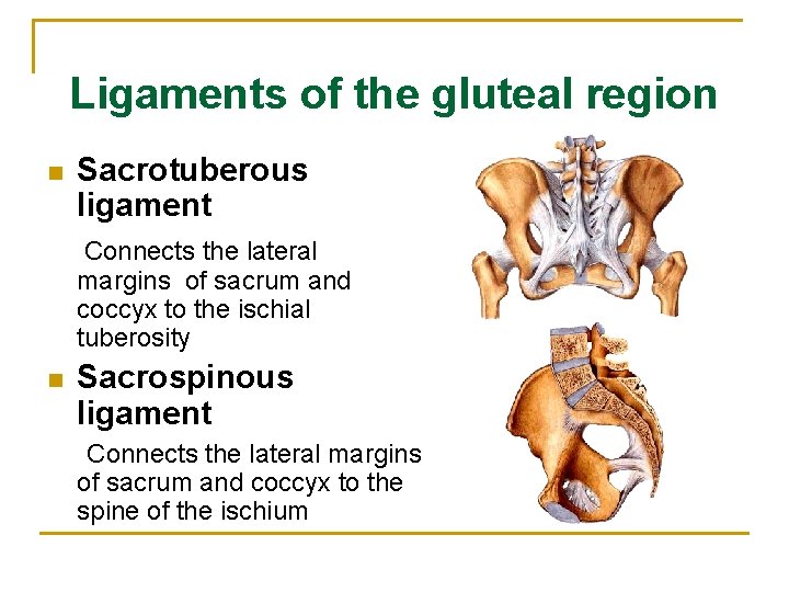 Ligaments of the gluteal region n Sacrotuberous ligament Connects the lateral margins of sacrum