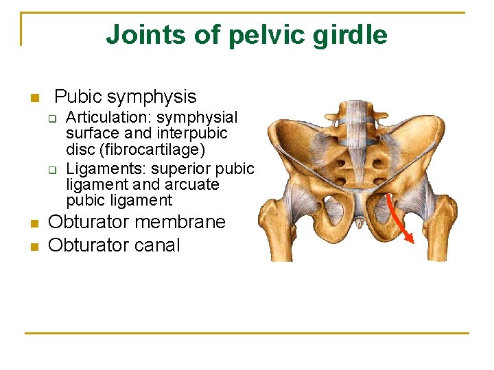 Joints of pelvic girdle n Pubic symphysis q q n n Articulation: symphysial surface