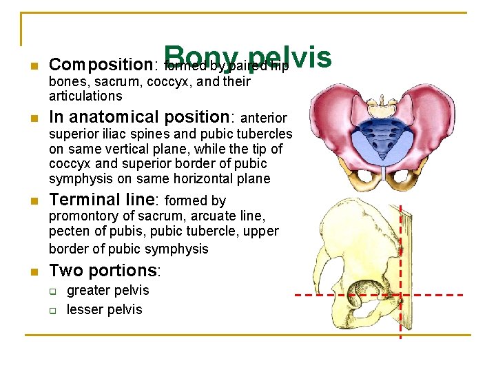 n Bony pelvis Composition: formed by paired hip bones, sacrum, coccyx, and their articulations
