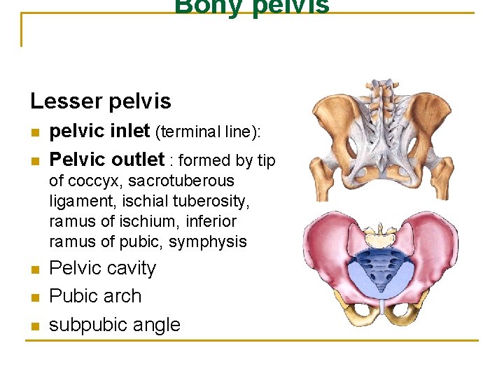 Bony pelvis Lesser pelvis n n pelvic inlet (terminal line): Pelvic outlet : formed