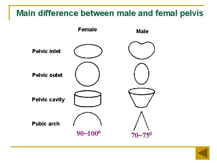 Main difference between male and femal pelvis Female Male 90~1000 70~750 Pelvic inlet Pelvic