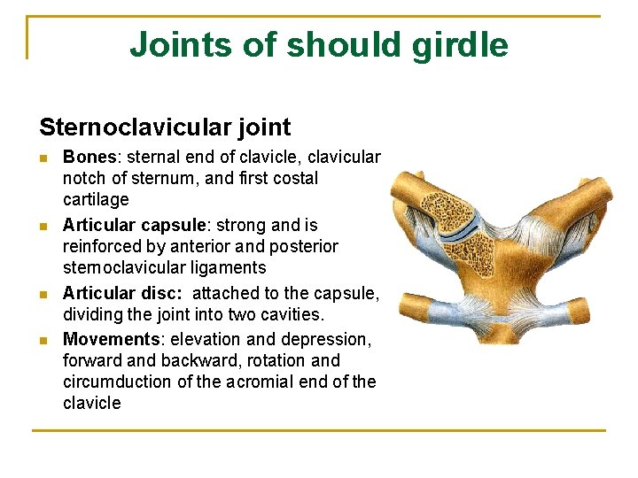 Joints of should girdle Sternoclavicular joint n n Bones: sternal end of clavicle, clavicular