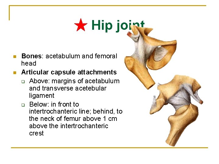 ★ Hip joint n n Bones: acetabulum and femoral head Articular capsule attachments q