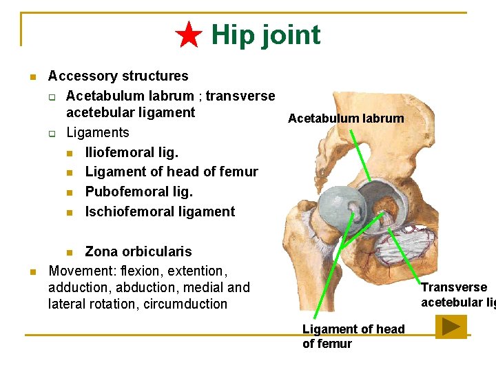 ★ Hip joint n Accessory structures q Acetabulum labrum ; transverse acetebular ligament Acetabulum