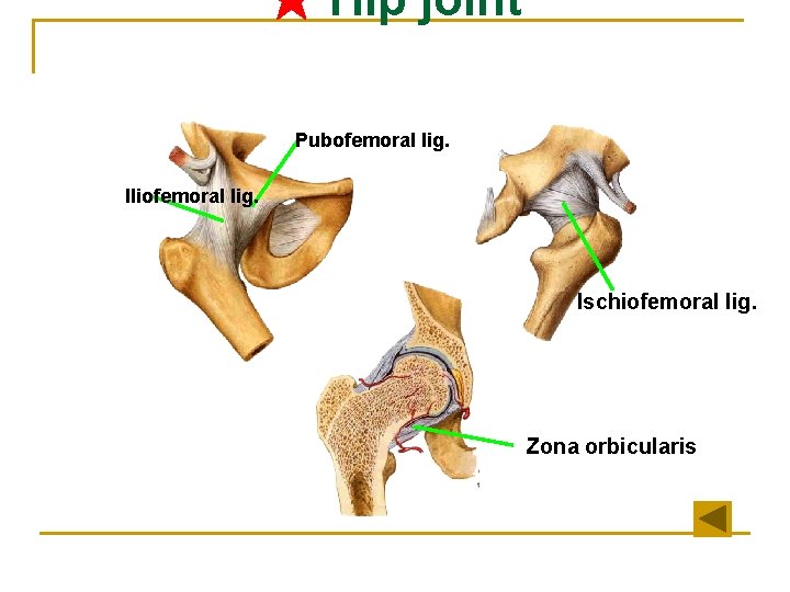 ★ Hip joint Pubofemoral lig. Iliofemoral lig. Ischiofemoral lig. Zona orbicularis 