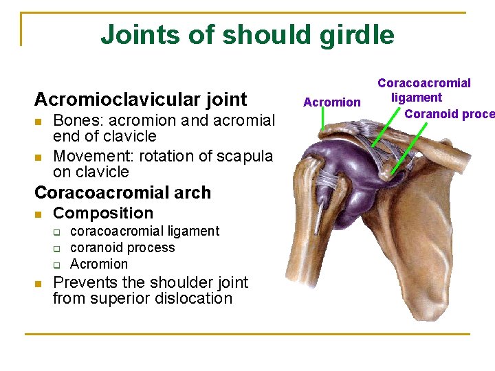 Joints of should girdle Acromioclavicular joint n n Bones: acromion and acromial end of