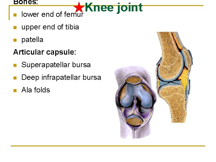 Bones: n ★ Knee joint lower end of femur n upper end of tibia