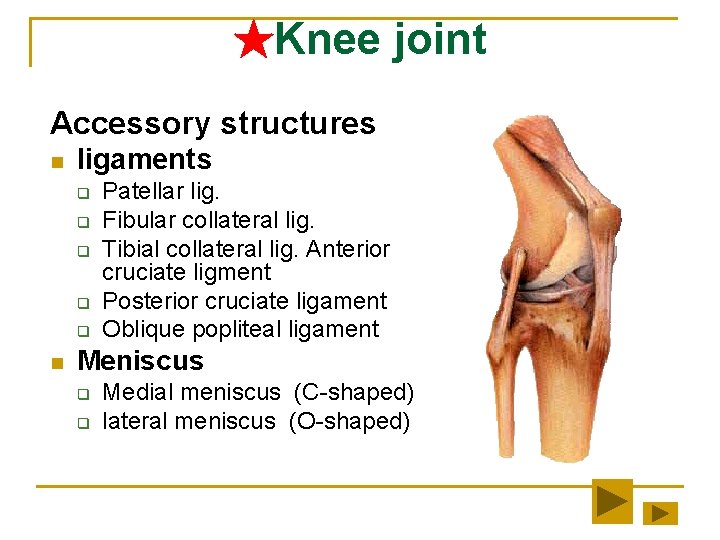 ★Knee joint Accessory structures n ligaments q q q n Patellar lig. Fibular collateral