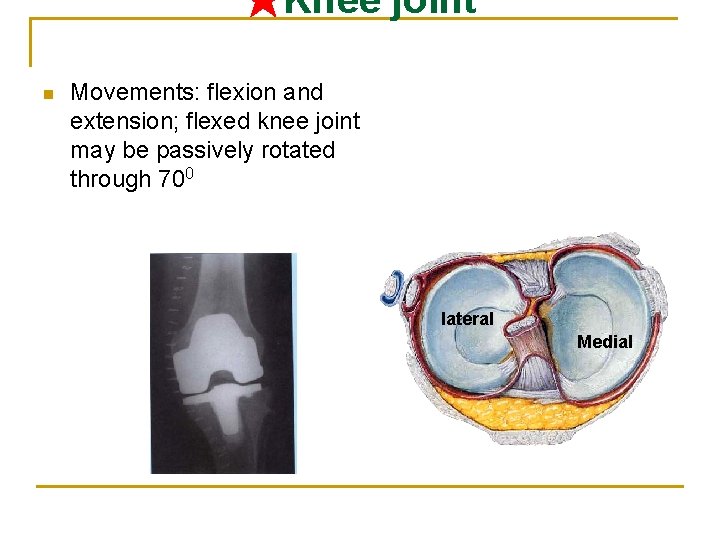 ★Knee joint n Movements: flexion and extension; flexed knee joint may be passively rotated