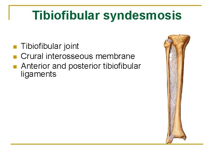 Tibiofibular syndesmosis n n n Tibiofibular joint Crural interosseous membrane Anterior and posterior tibiofibular