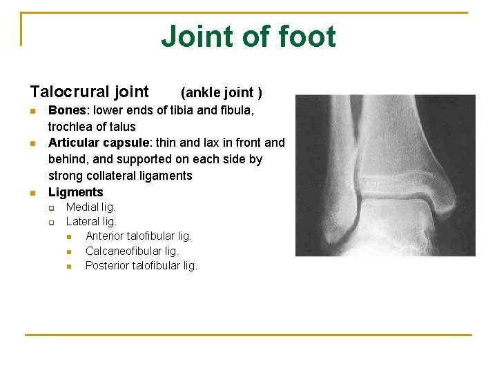 Joint of foot Talocrural joint n n n (ankle joint ) Bones: lower ends