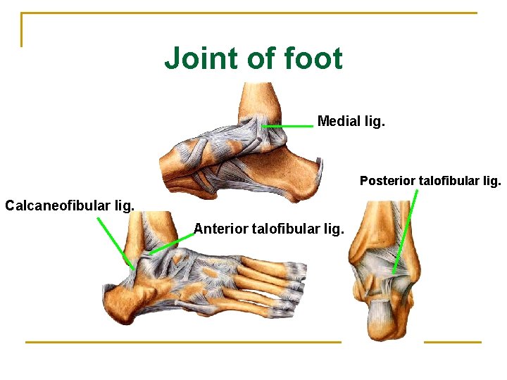 Joint of foot Medial lig. Posterior talofibular lig. Calcaneofibular lig. Anterior talofibular lig. 