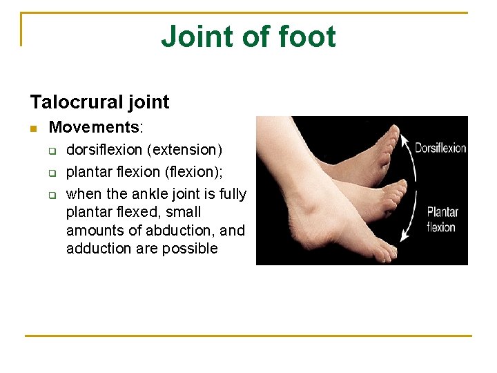 Joint of foot Talocrural joint n Movements: q q q dorsiflexion (extension) plantar flexion