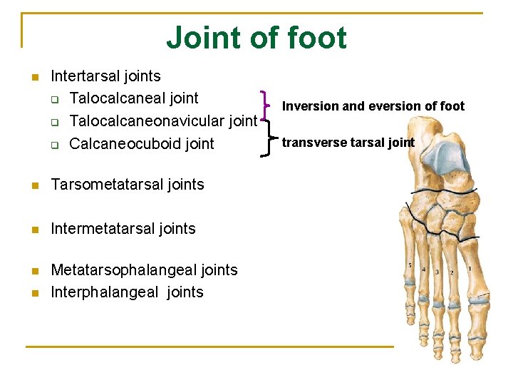 Joint of foot n Intertarsal joints q Talocalcaneal joint q Talocalcaneonavicular joint q Calcaneocuboid