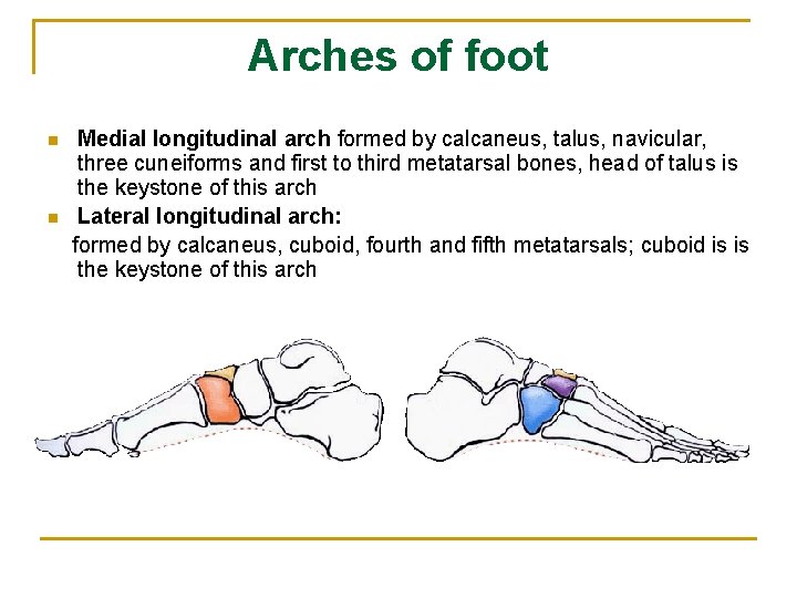 Arches of foot n n Medial longitudinal arch formed by calcaneus, talus, navicular, three