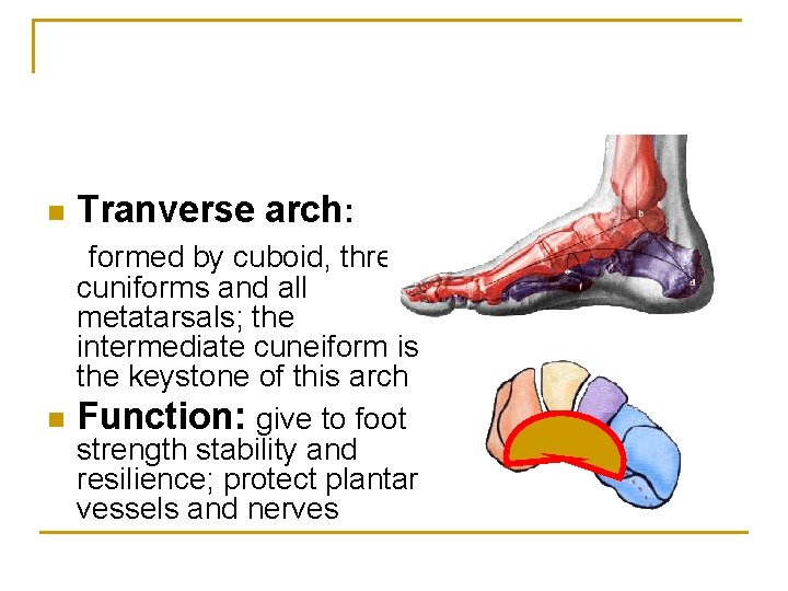 n Tranverse arch: formed by cuboid, three cuniforms and all metatarsals; the intermediate cuneiform