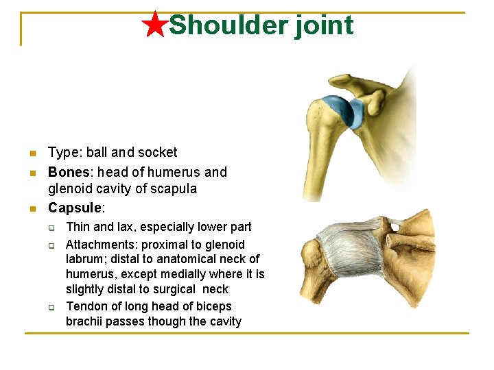 ★Shoulder joint n n n Type: ball and socket Bones: head of humerus and