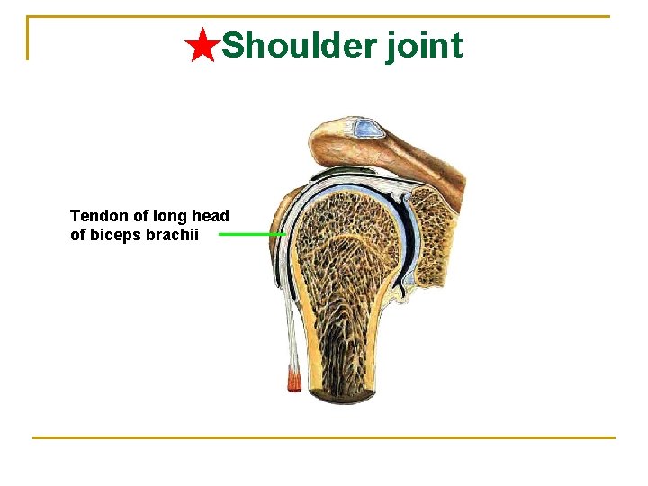 ★Shoulder joint Tendon of long head of biceps brachii 