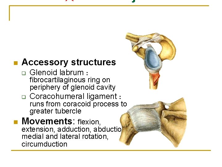 n Accessory structures q Glenoid labrum : q Coracohumeral ligament : fibrocartilaginous ring on