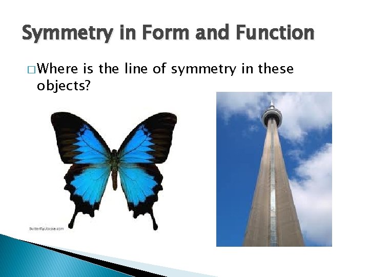 Symmetry in Form and Function � Where is the line of symmetry in these Symmetry in Form and Function � Where is the line of symmetry in these