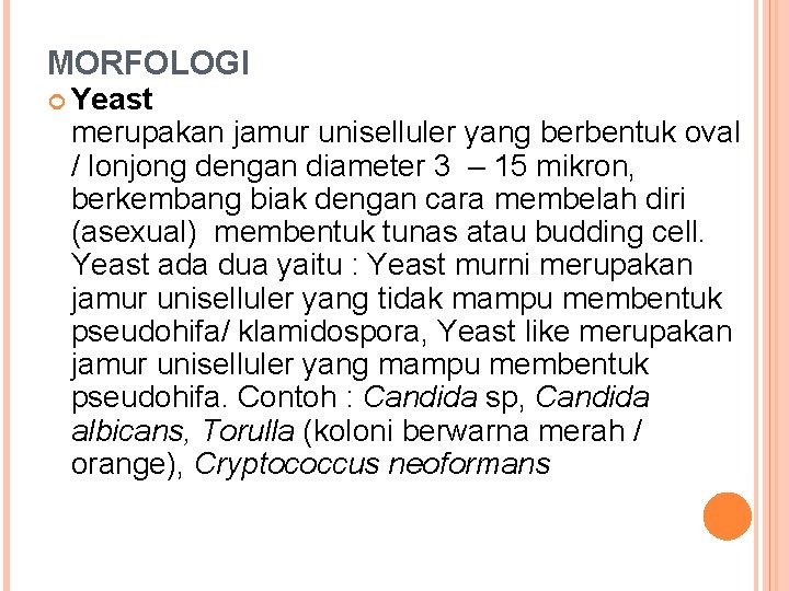 MORFOLOGI Yeast merupakan jamur uniselluler yang berbentuk oval / lonjong dengan diameter 3 –