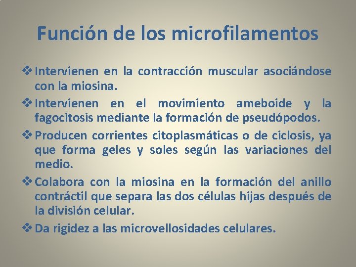 Función de los microfilamentos v Intervienen en la contracción muscular asociándose con la miosina.