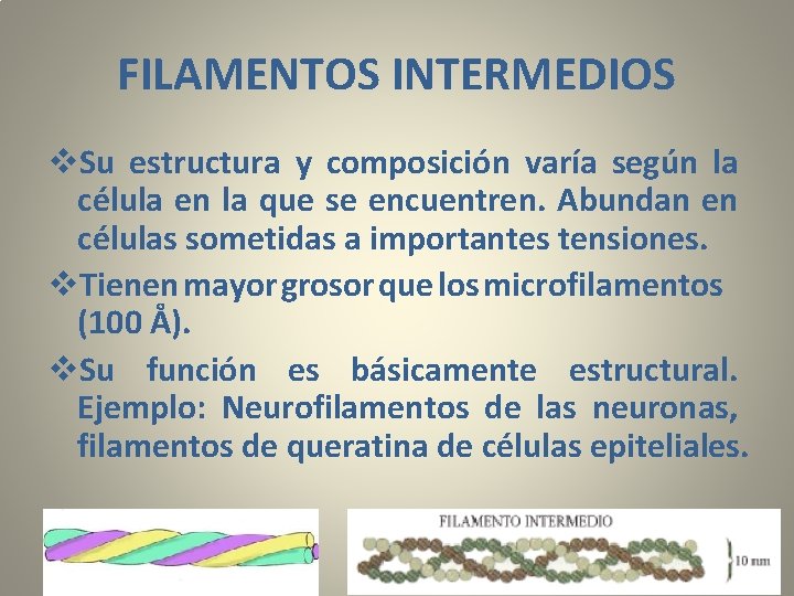 FILAMENTOS INTERMEDIOS v. Su estructura y composición varía según la célula en la que