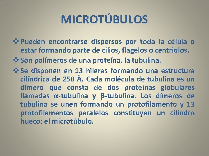 MICROTÚBULOS v Pueden encontrarse dispersos por toda la célula o estar formando parte de