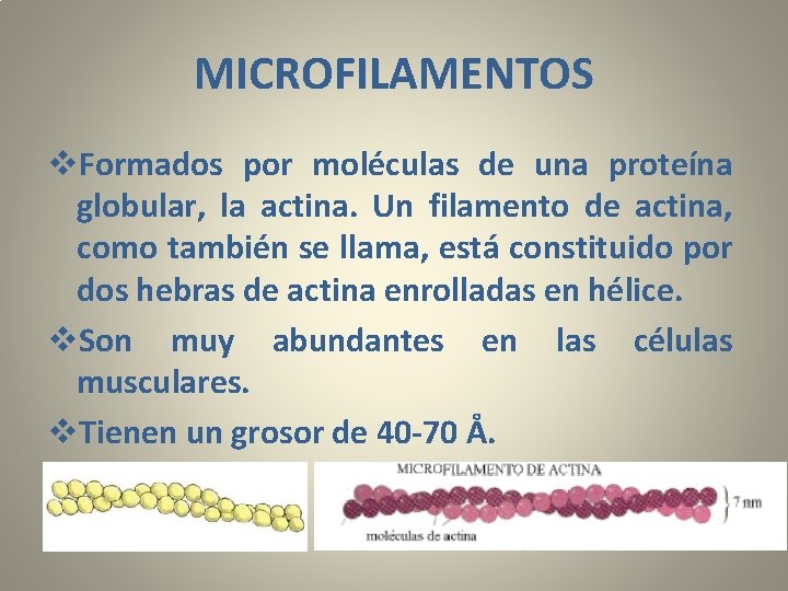 MICROFILAMENTOS v. Formados por moléculas de una proteína globular, la actina. Un filamento de