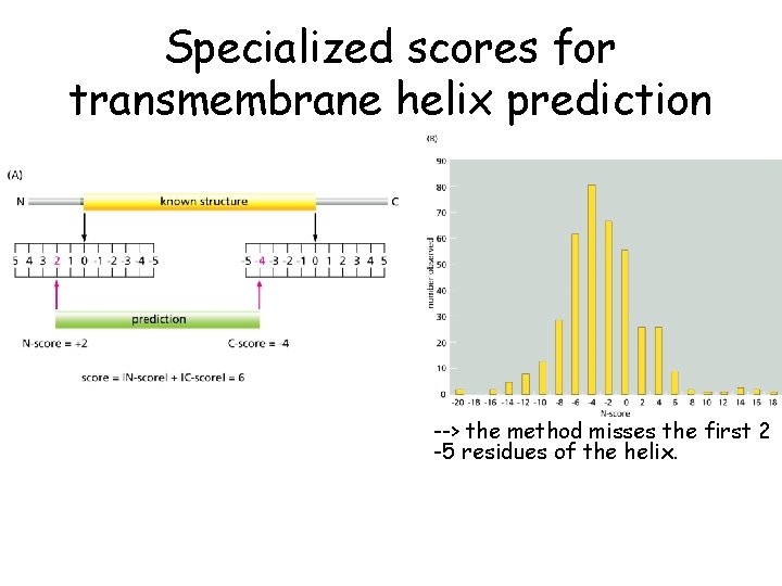 Specialized scores for transmembrane helix prediction --> the method misses the first 2 -5