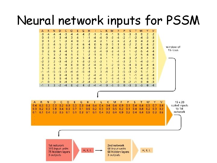 Neural network inputs for PSSM 