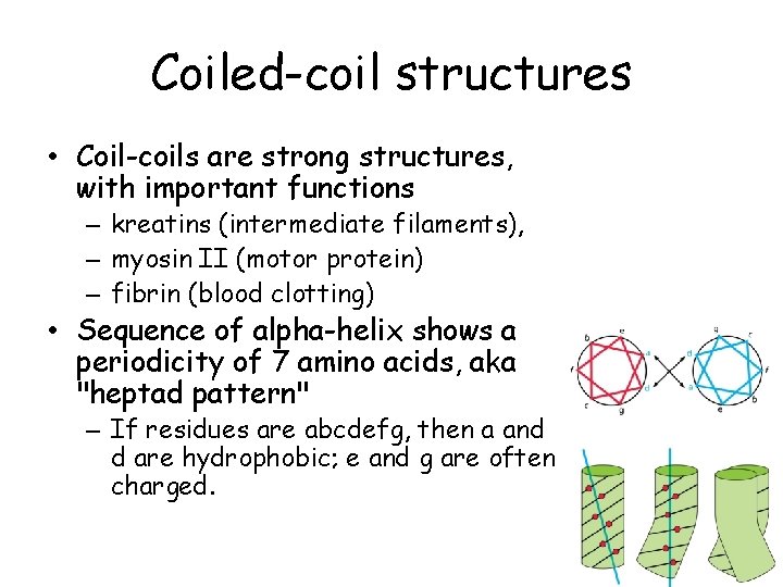 Coiled-coil structures • Coil-coils are strong structures, with important functions – kreatins (intermediate filaments),