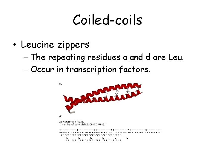 Coiled-coils • Leucine zippers – The repeating residues a and d are Leu. –