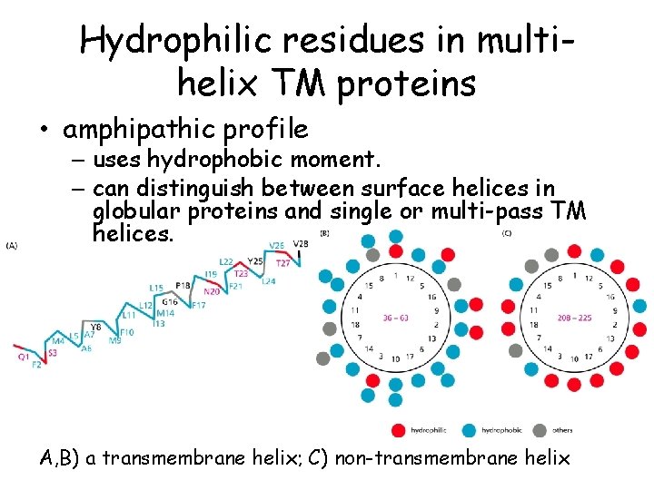 Hydrophilic residues in multihelix TM proteins • amphipathic profile – uses hydrophobic moment. –