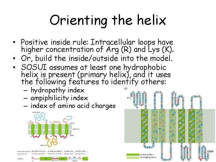 Orienting the helix • Positive inside rule: Intracellular loops have higher concentration of Arg