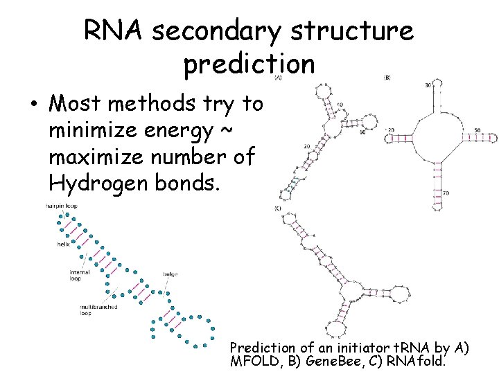 RNA secondary structure prediction • Most methods try to minimize energy ~ maximize number