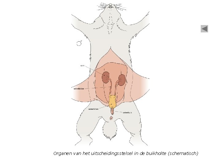 Organen van het uitscheidingsstelsel in de buikholte (schematisch) 