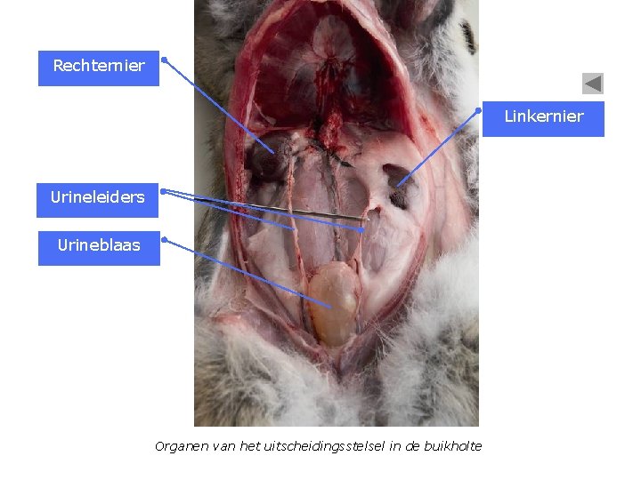 Rechternier Linkernier Urineleiders Urineblaas Organen van het uitscheidingsstelsel in de buikholte 