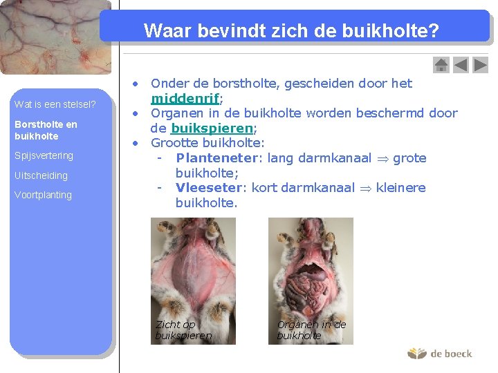 Waar bevindt zich de buikholte? Wat is een stelsel? Borstholte en buikholte Spijsvertering Uitscheiding