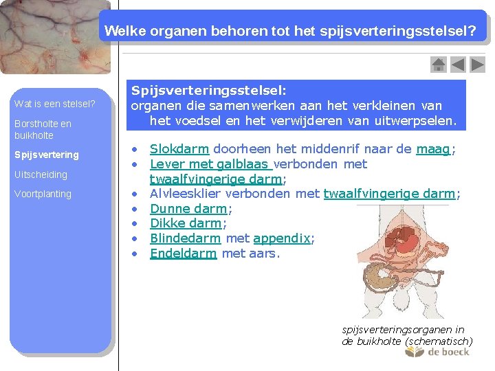 Welke organen behoren tot het spijsverteringsstelsel? Wat is een stelsel? Borstholte en buikholte Spijsvertering