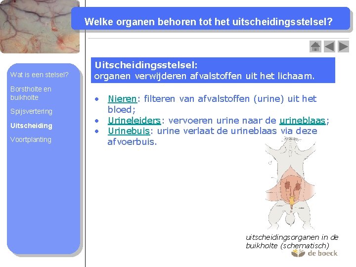 Welke organen behoren tot het uitscheidingsstelsel? Wat is een stelsel? Borstholte en buikholte Spijsvertering
