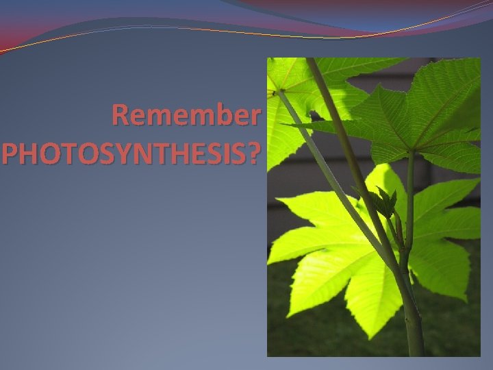 Remember PHOTOSYNTHESIS? 