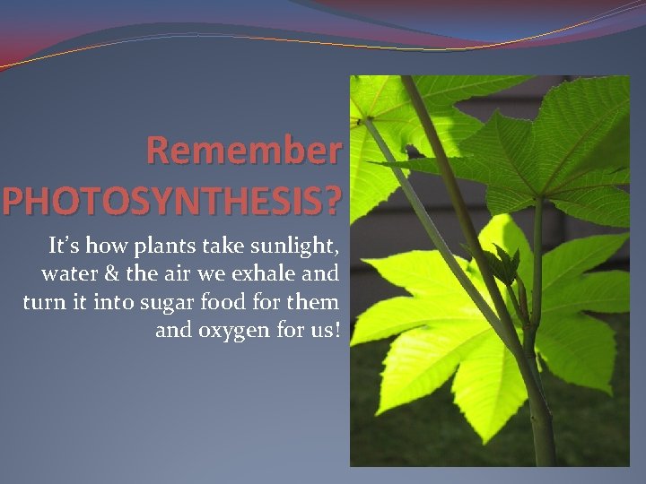 Remember PHOTOSYNTHESIS? It’s how plants take sunlight, water & the air we exhale and