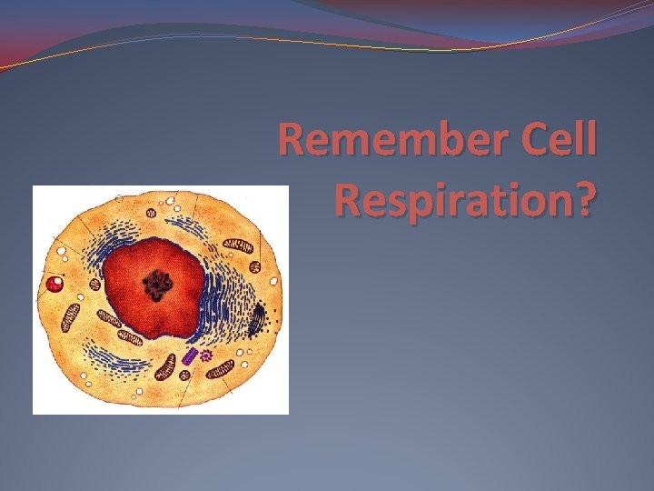 Remember Cell Respiration? 